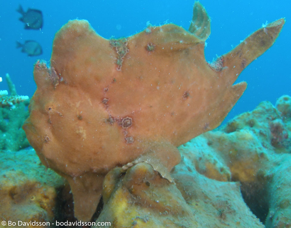 BD-080331-Lembeh-3312417-Antennarius-commerson.-(Lacepède.-1798)-[Commerson's-frogfish].jpg
